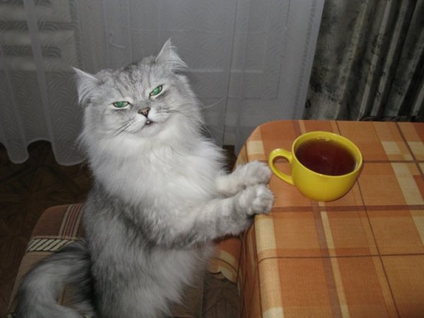 Коты приколы с надписями