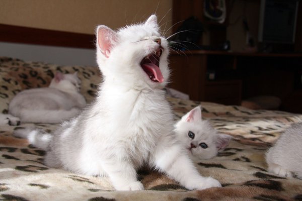 Милые котики