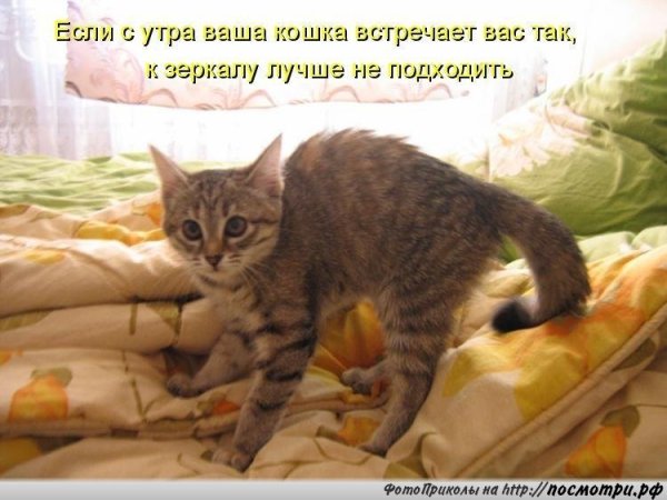 Кот доброе утро юмор