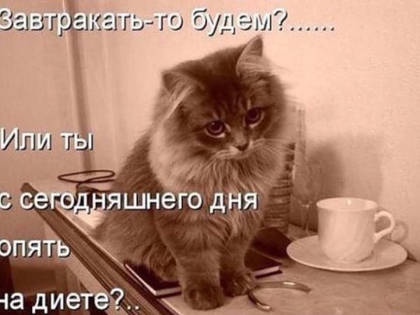 Доброе утро котики с надписями