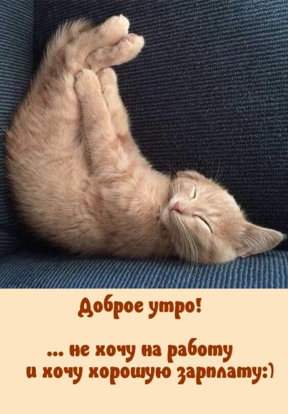 Доброе утро котики с надписями
