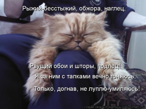 Доброе утро котики смешные с надписями