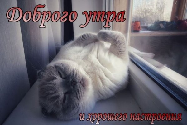 Доброе утро котики