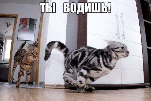 Хорошего воскресенья с котами