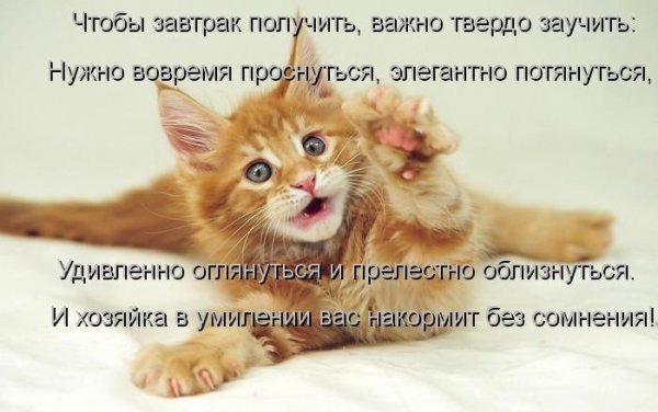 Кот проснулся потянулся