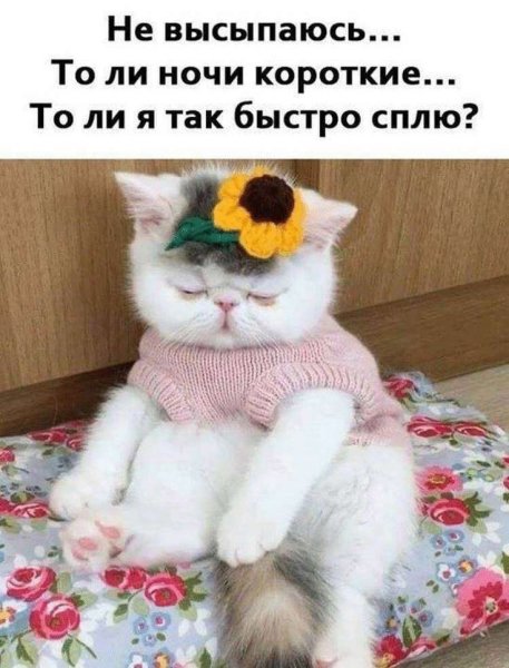 Котики для поднятия настроения