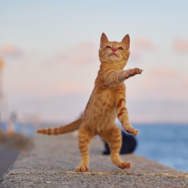 Крадущийся котенок