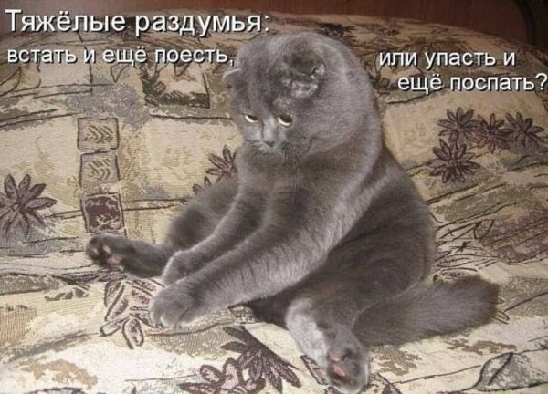 Смешные животные картинки с надписями