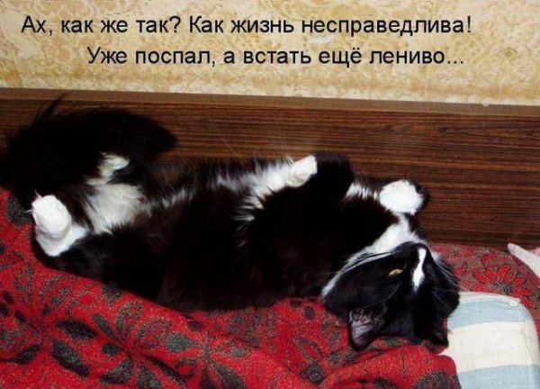 Картинки с животными с надписями