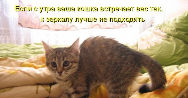 Доброе утро котики смешные