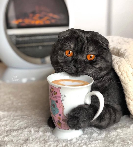 Доброе утро котя
