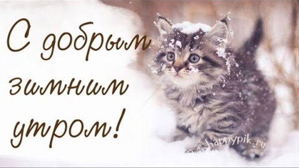 Доброе зимнее утро с кошками