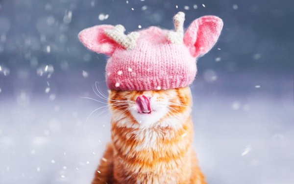 Кот котлета Кристина Макеева