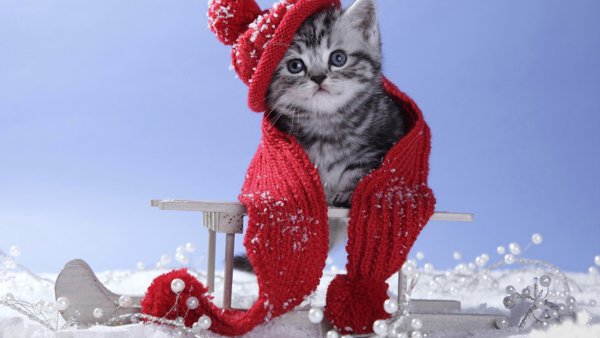 Котенок в снегу