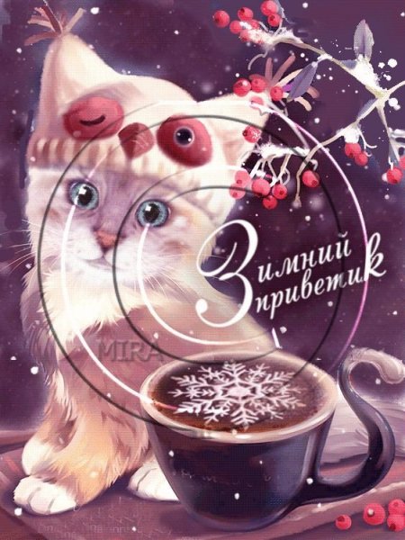 Доброе зимнее утро с котом