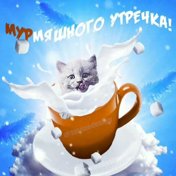Доброе зимнее утро с котиками
