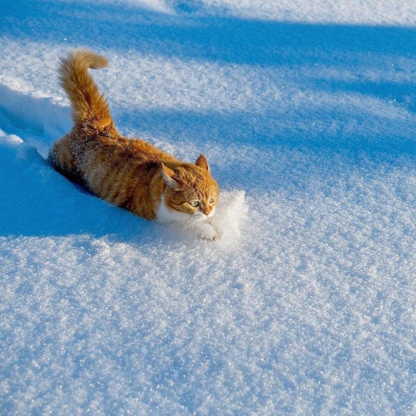 Рыжий кот зимой