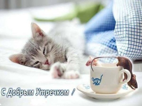 Доброе Воскресное утро котики