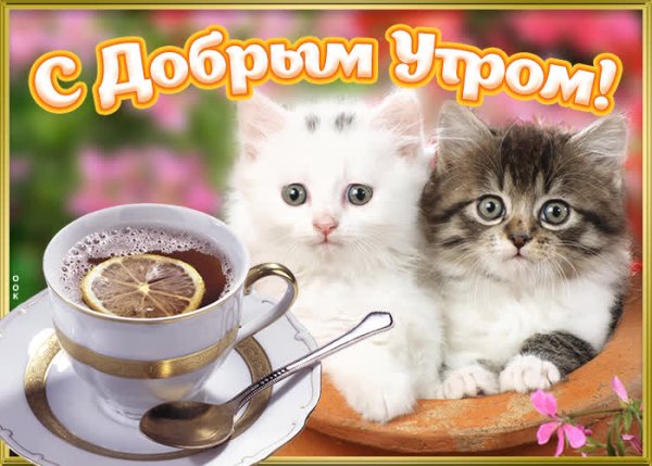 Поздравление с добрым утром с котятами