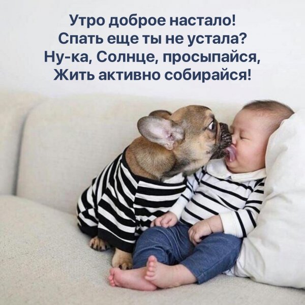 Французский бульдог и дети