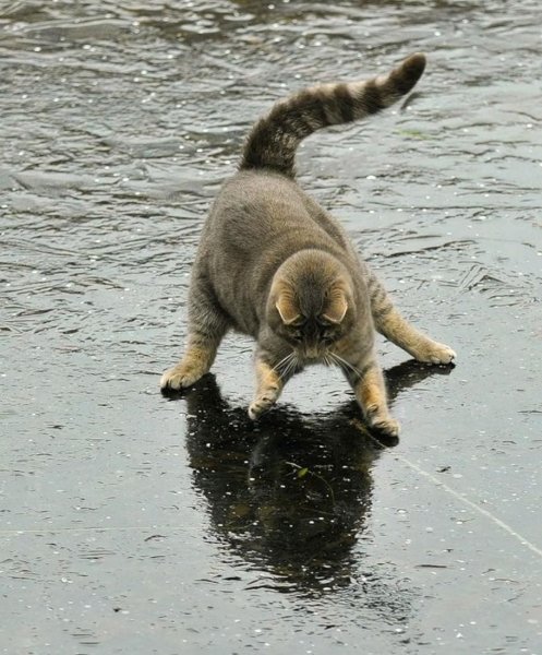 Кот в луже