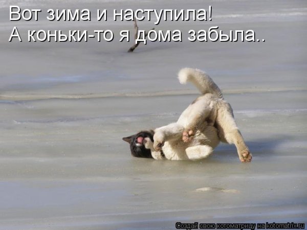 Котик на льду