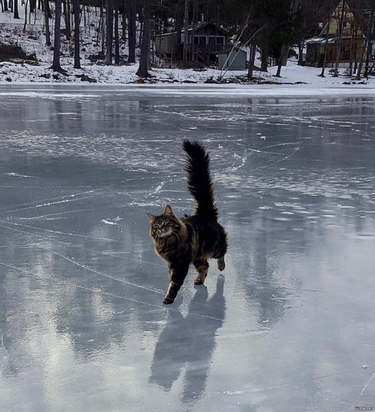 Гололед кот