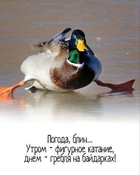 Доброе утро гололед