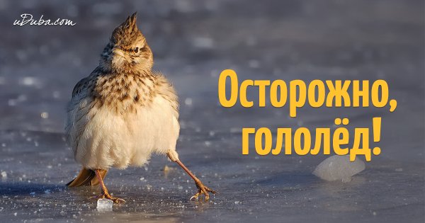 Доброе утро гололед