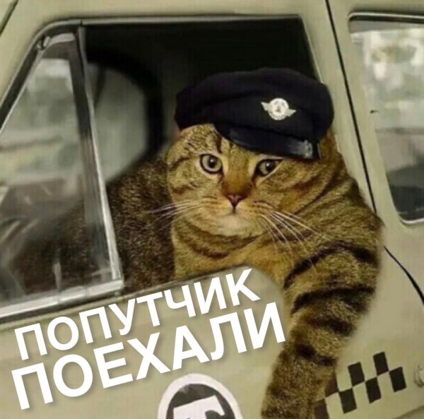 Кот таксист