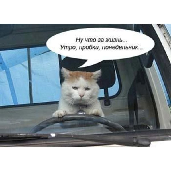 Доброе утро водителю