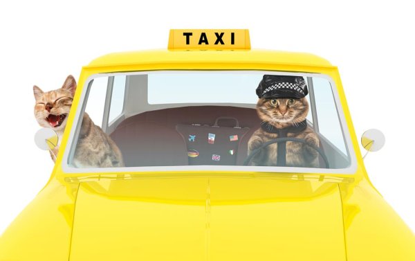 Коты в такси