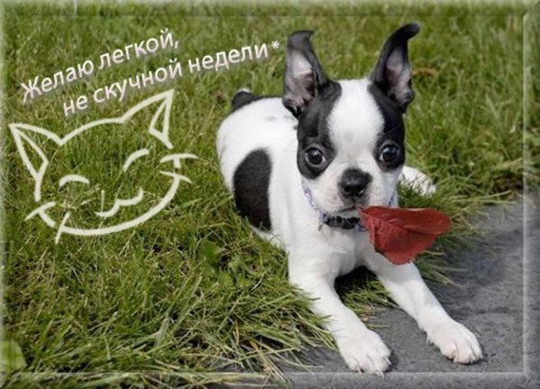Отличной недели
