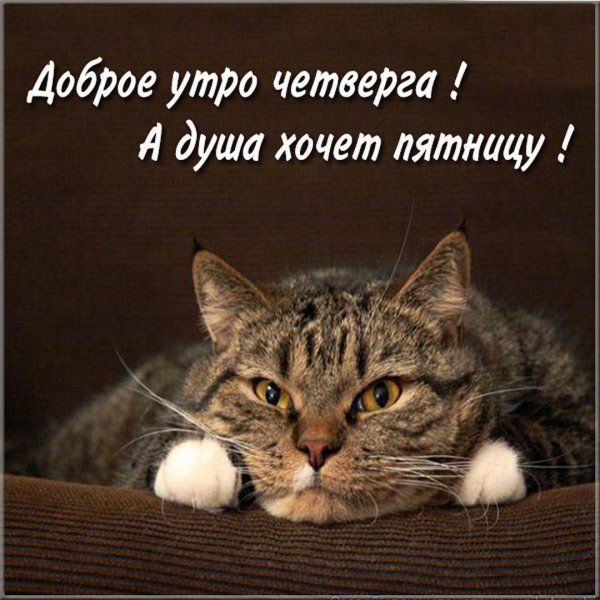 Открытки с добрым утром с кошками
