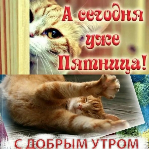 Открытки с добрым утром пятницы