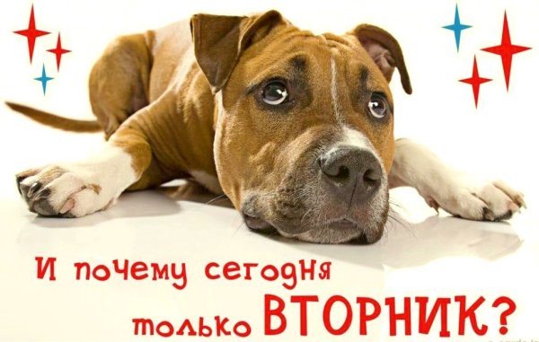 Открытки с добрым утром вторника