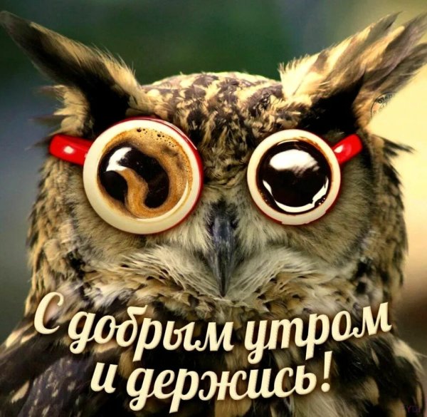 Смешные поздравления с добрым утром
