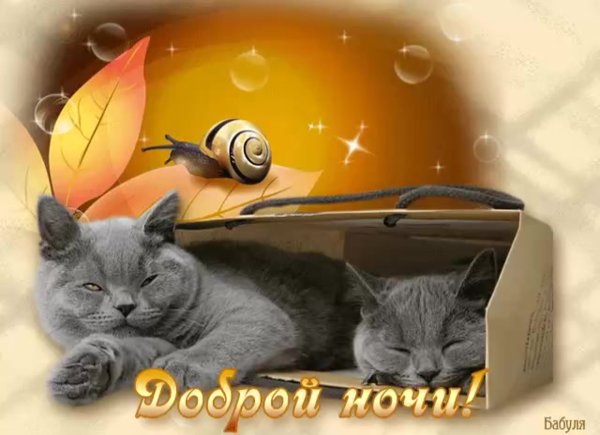 Спокойной ночи котики