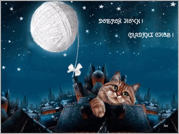 Доброй ночи котик