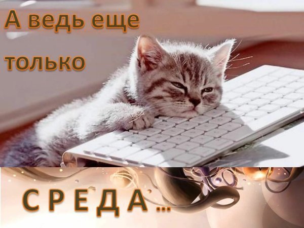 Кот хорошей среды