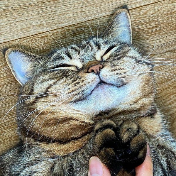 Довольная морда кота