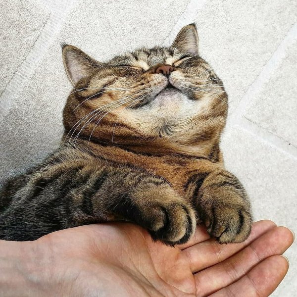 Довольный котяра