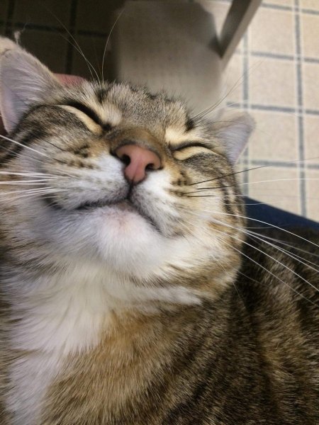 Прикольные коты