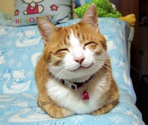 Счастливый кот