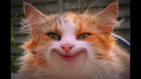 Улыбка кота