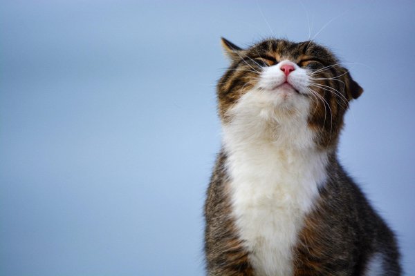 Котик улыбается