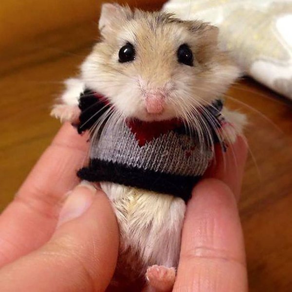 Джунгарский хомяк Хома