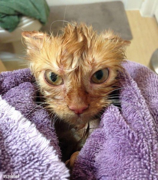 Смешные коты картинки