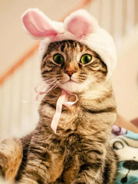 Котики смешные