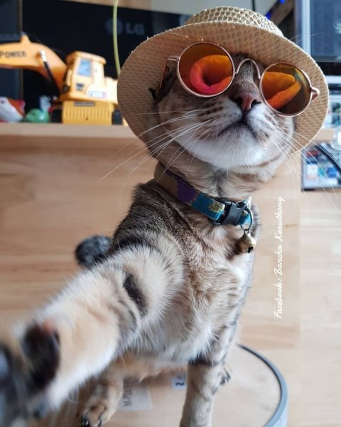Мемные коты